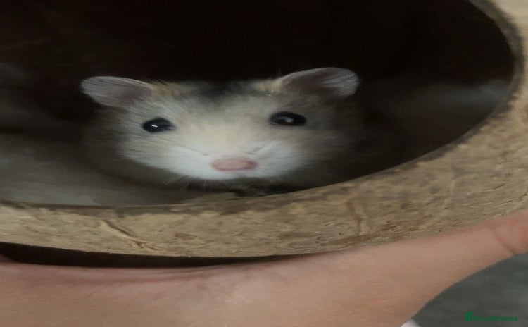 Hamster rodents - Advert 1