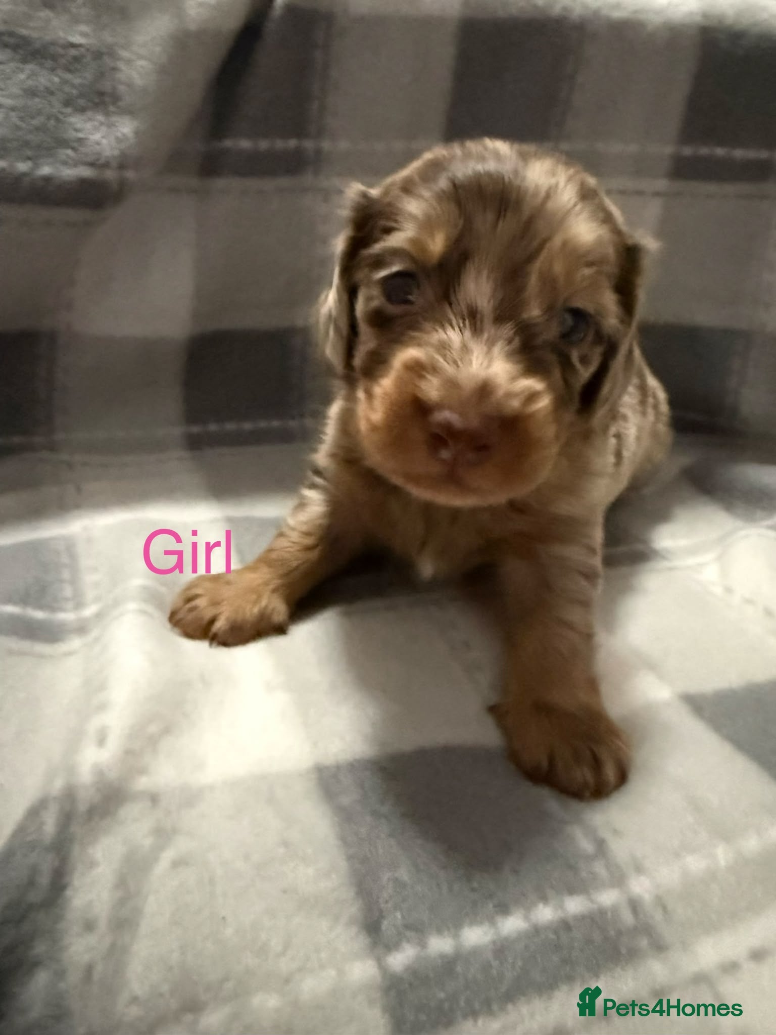 Dachshund dogs Gorgeous long haired daschunds available - Advert 5