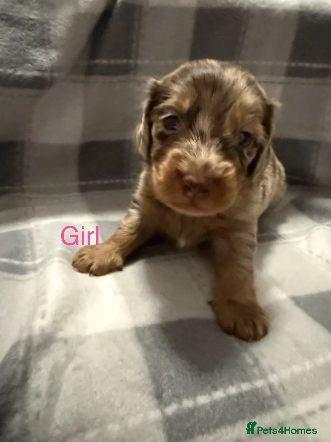 Dachshund dogs for sale: Gorgeous long haired daschunds available in Barnsley - Advert 1