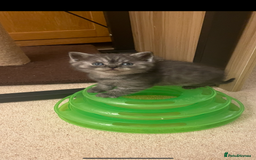 British Shorthair cats for sale: GCCF reg silver British Shorthaired kittens  - Image 9