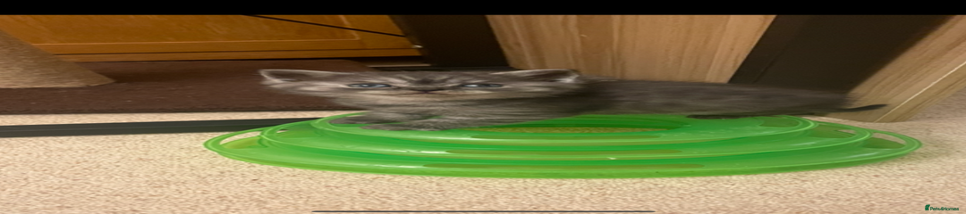 British Shorthair Kitten 3