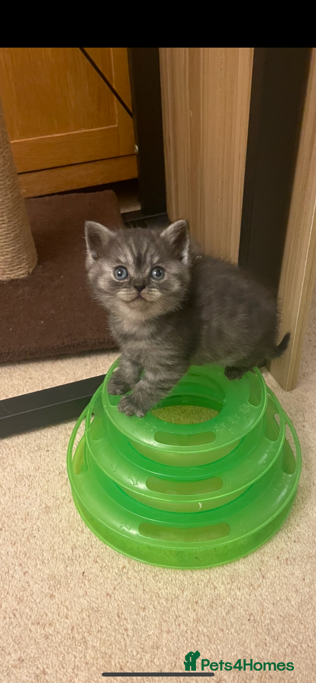 British Shorthair cats for sale: GCCF reg silver British Shorthaired kittens  - Image 9