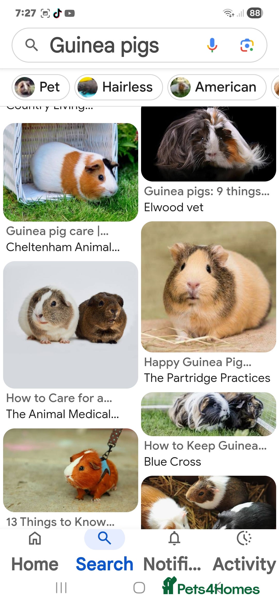 Guinea Pig rodents WANTED  - Advert 2