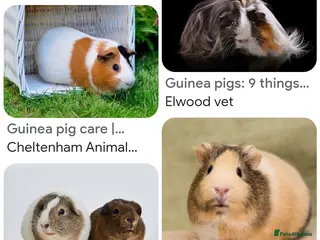 Guinea Pig rodents WANTED - Advert 2