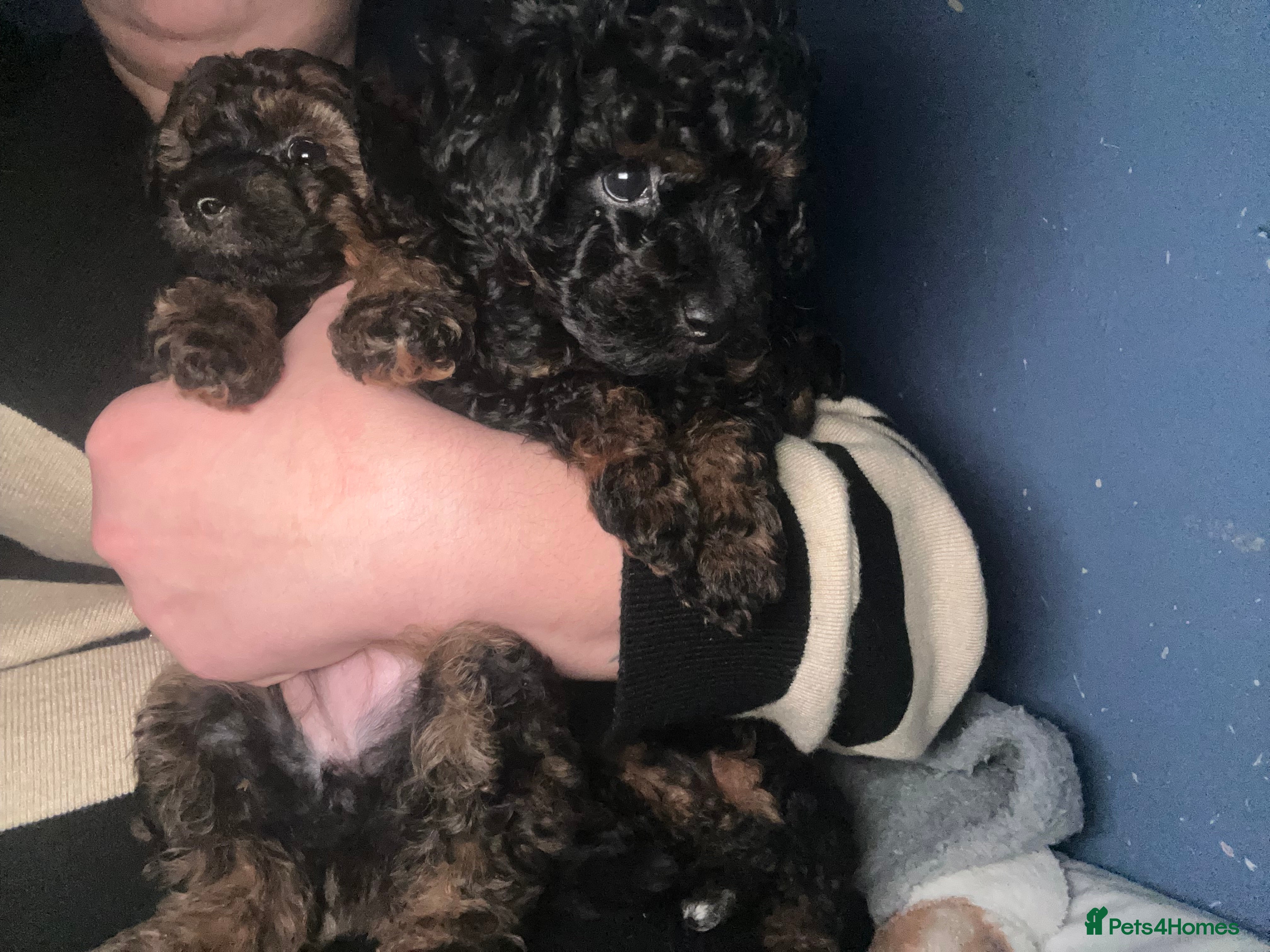 Poochon dogs Fb1 toy poochon  - Advert 9