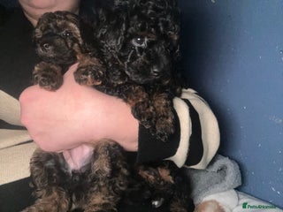 Poochon dogs Fb1 toy poochon - Advert 9