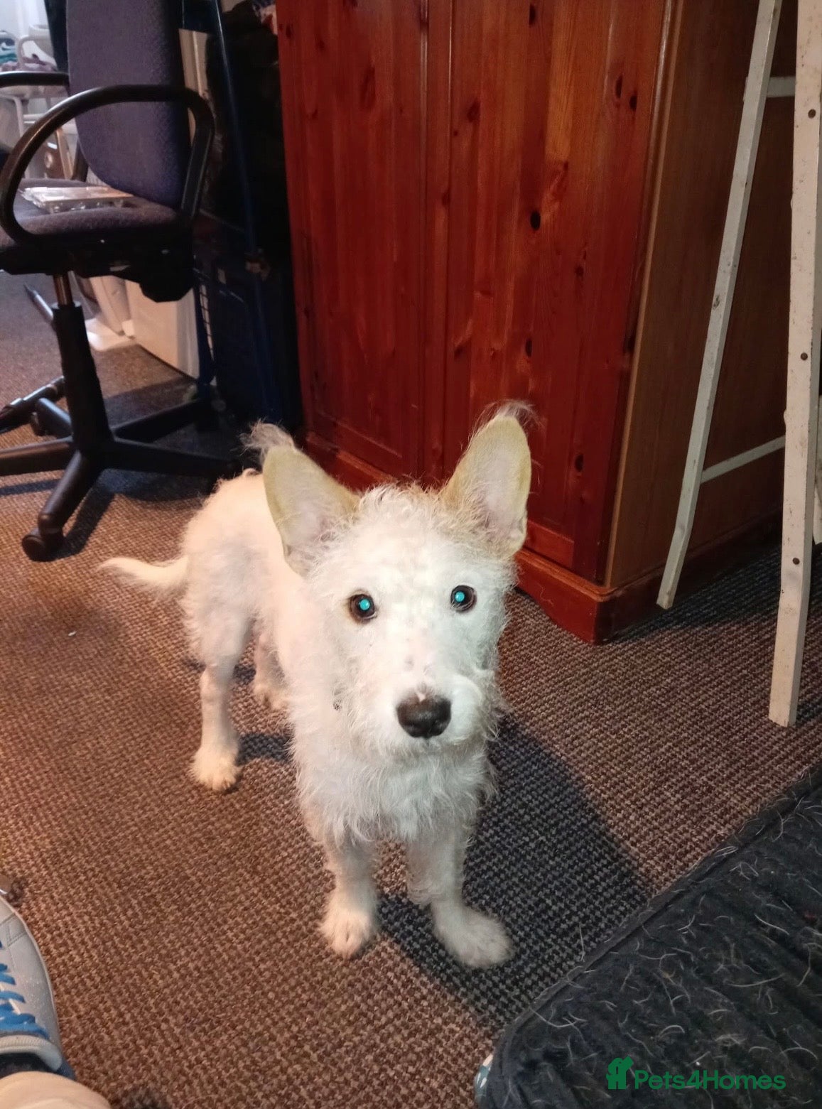 Mixed Breed dogs Staff x about a year old  - Advert 2