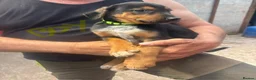 Huntaway dogs for sale: Beautiful Huntaway X Collie Pups - Advert 11