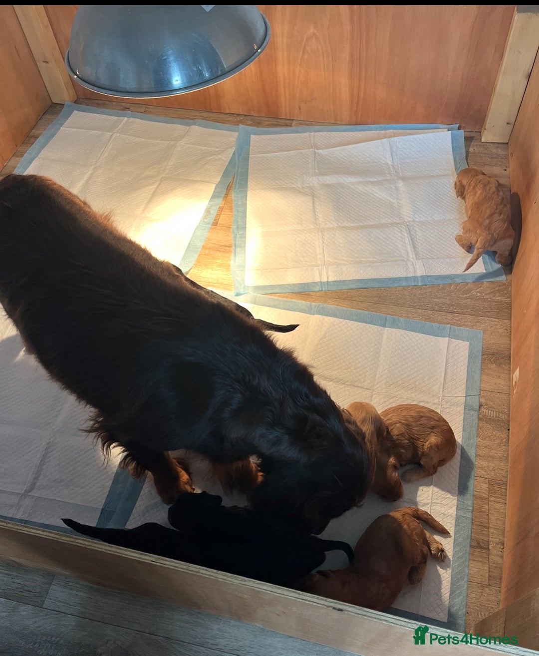 Cockapoo dogs for sale: 8 gorgeous Cockapoos  - Image 8