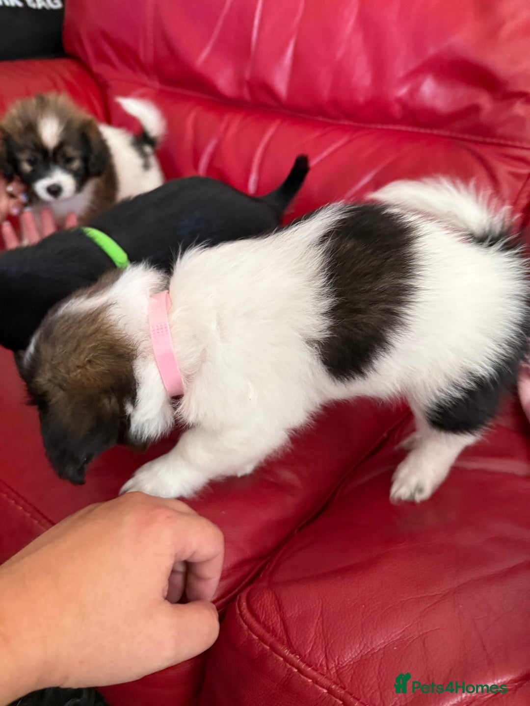 Mixed Breed dogs for sale: Yorkshire terrier x jack russell - Image 5