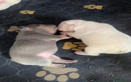 French Bulldog dogs for sale: KC registered French Bulldog puppies 4 WEEKs! - Image 8