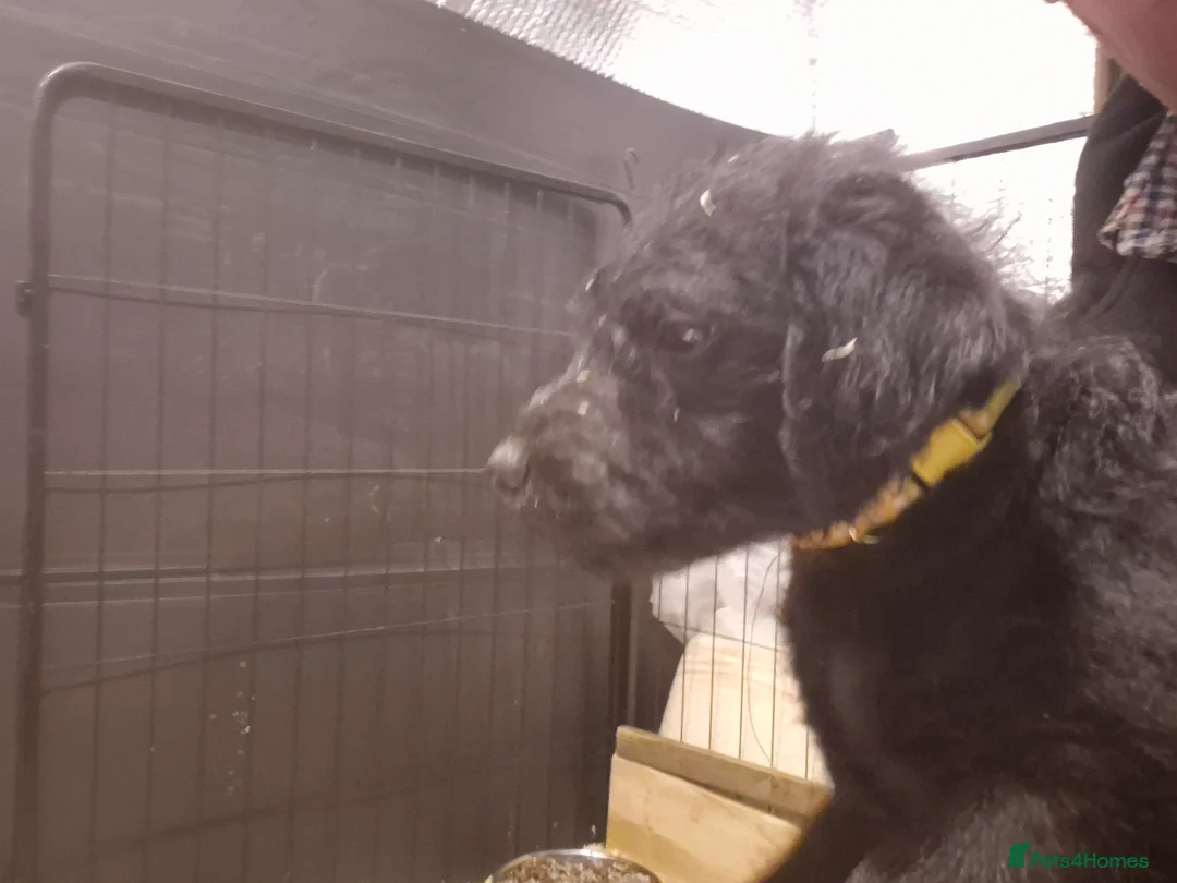 Patterdale Terrier dogs for sale: Male patterdale terrier pup - Advert 5