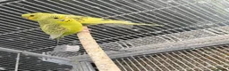 Budgerigars birds for sale: BEAUTIFUL BUDGIES FOR SALE - Advert 6