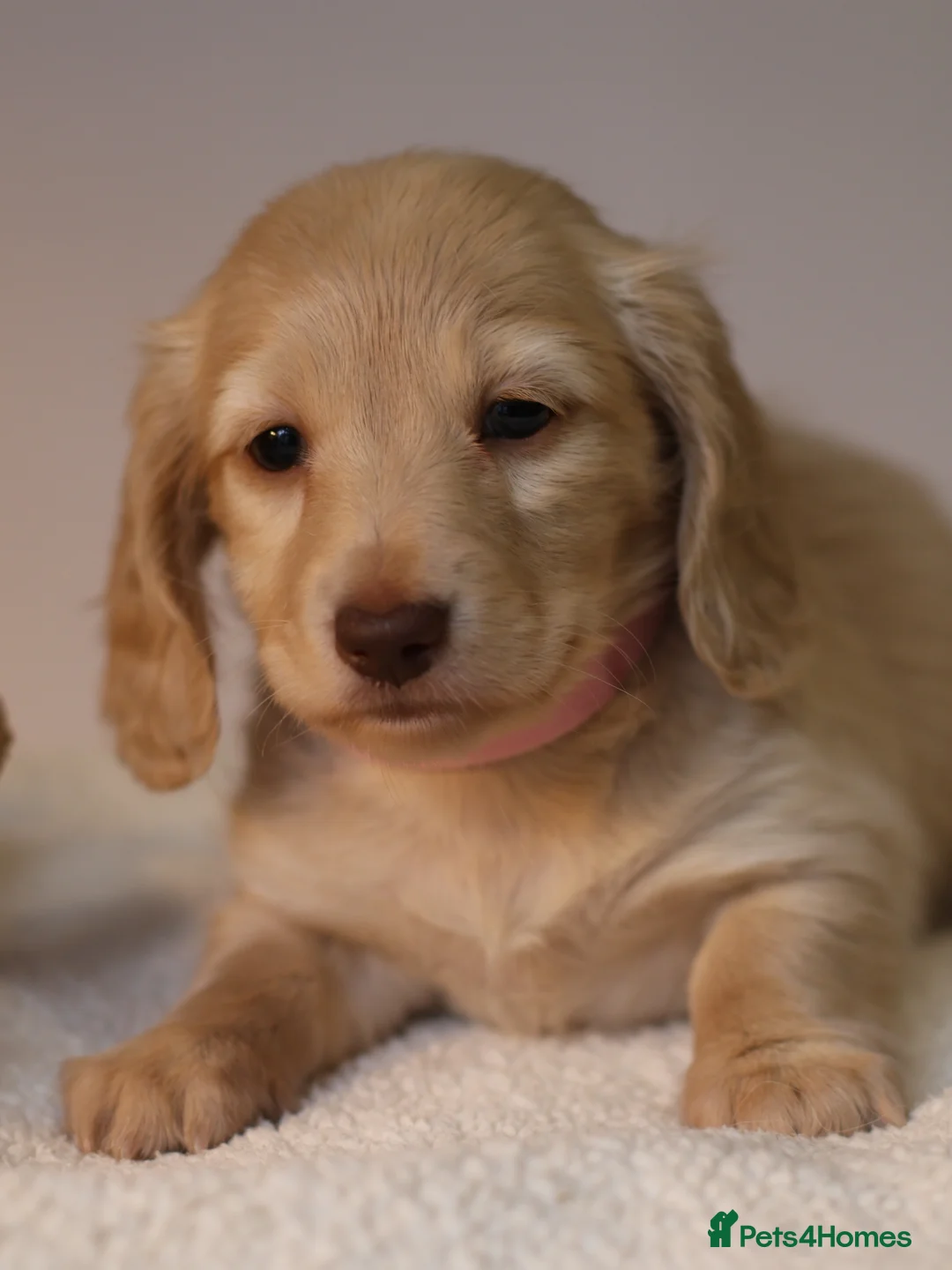 Miniature Dachshund dogs for sale: 5*Licensed+CREAMLONGHAIR+KCreg+PRACLEAR+Vetchecked - Advert 15