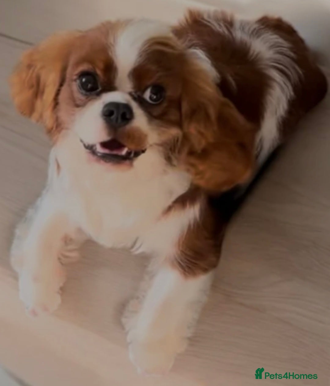 Cavapoo dogs for sale: Too cute to handle cavapoo puppies - Image 20