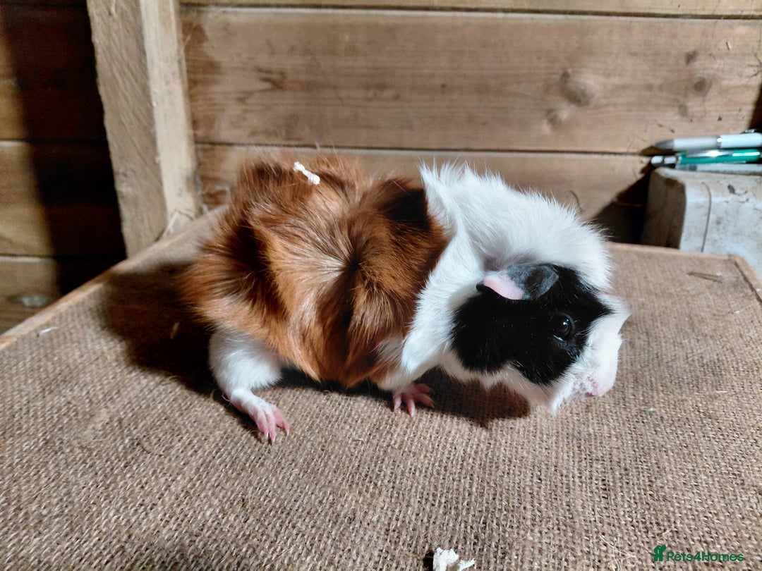 Guinea Pig rodents for sale: Abyssinian Sows (other guinea-pigs also available) - Advert 5