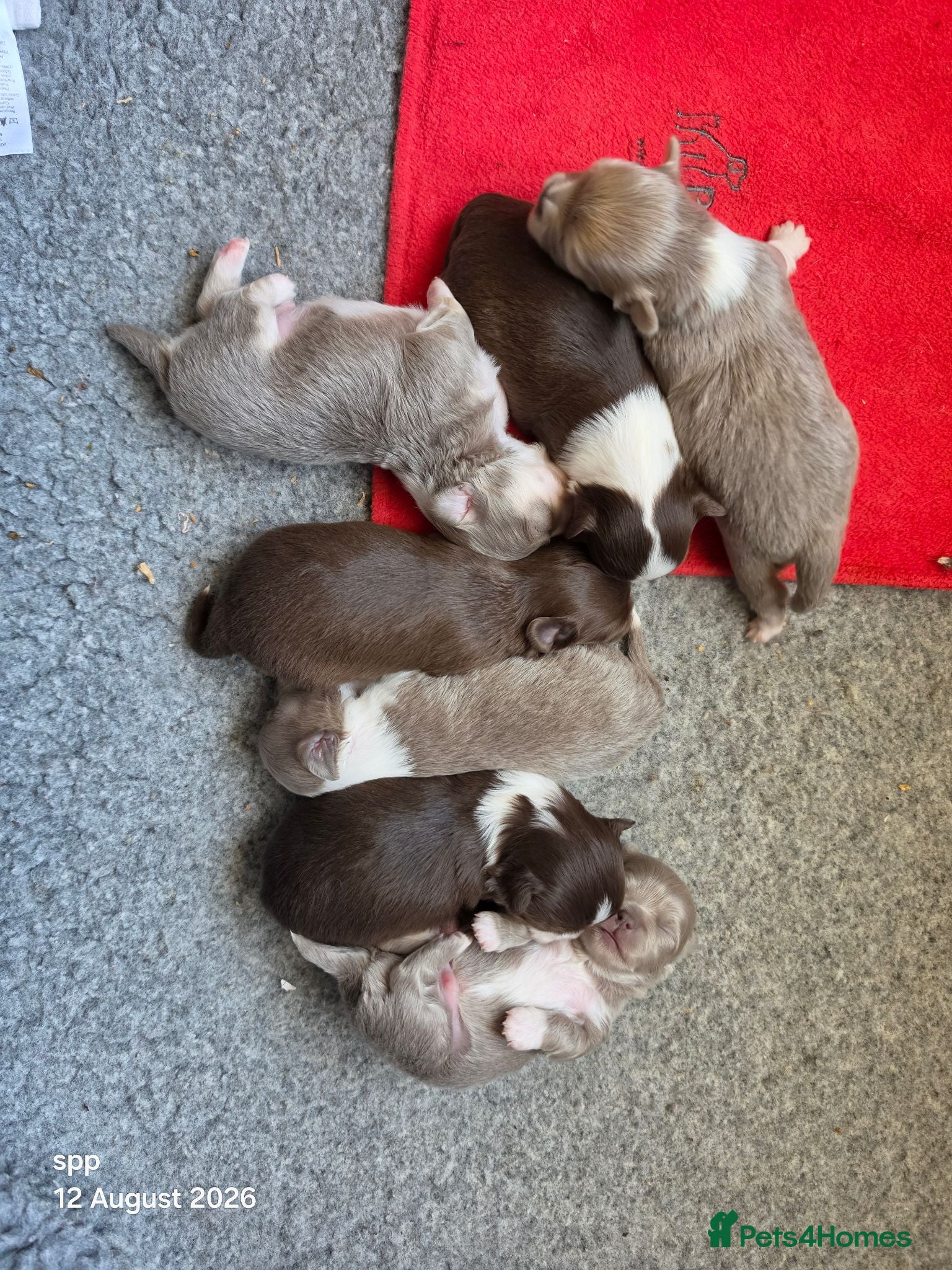 Chihuahua dogs Long coat chihuahua puppies 5 boys 2 girls - Advert 21