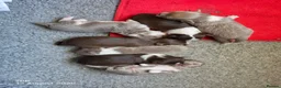 Chihuahua dogs for sale: Long coat chihuahua puppies kc registered - Advert 9