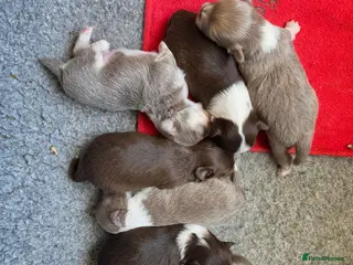 Chihuahua dogs Long coat chihuahua puppies 5 boys 2 girls - Advert 2