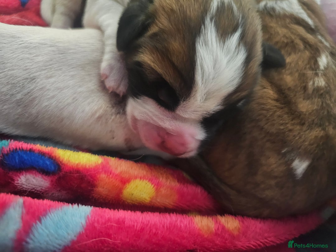 Saint Bernard dogs for sale: 6th Generation St Bernard KC Reg puppies - Image 7