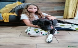 Mixed Breed dogs for adoption: 💙STEVIE-HANDSOME DALMATIAN CROSS BOY 💙 - Advert 4