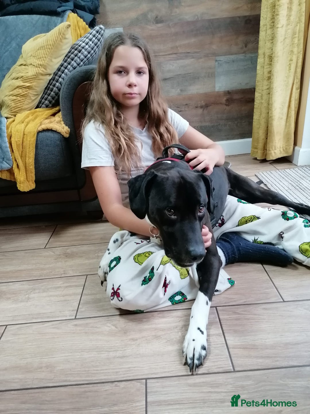 Mixed Breed dogs for adoption: 💙STEVIE-HANDSOME DALMATIAN CROSS BOY 💙 - Advert 4