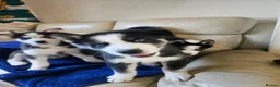 Siberian Husky dogs for sale: 3 husky puppies! in Stevenage - Advert 10