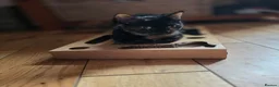 Mixed Breed cats for sale: Beautiful kittens mixed bengal  - Advert 1