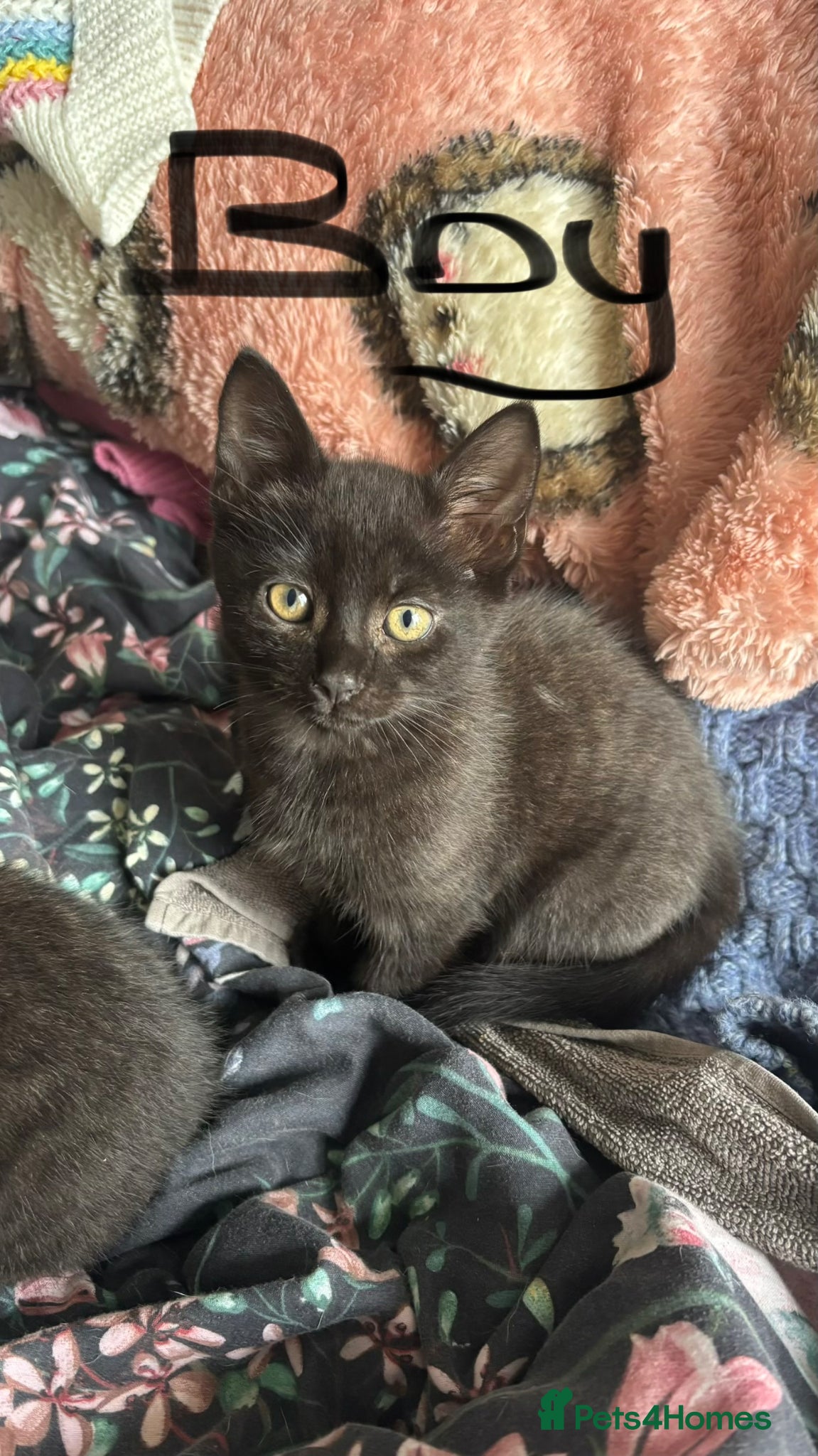 Mixed Breed cats for sale: Kittens for sale - Advert 7