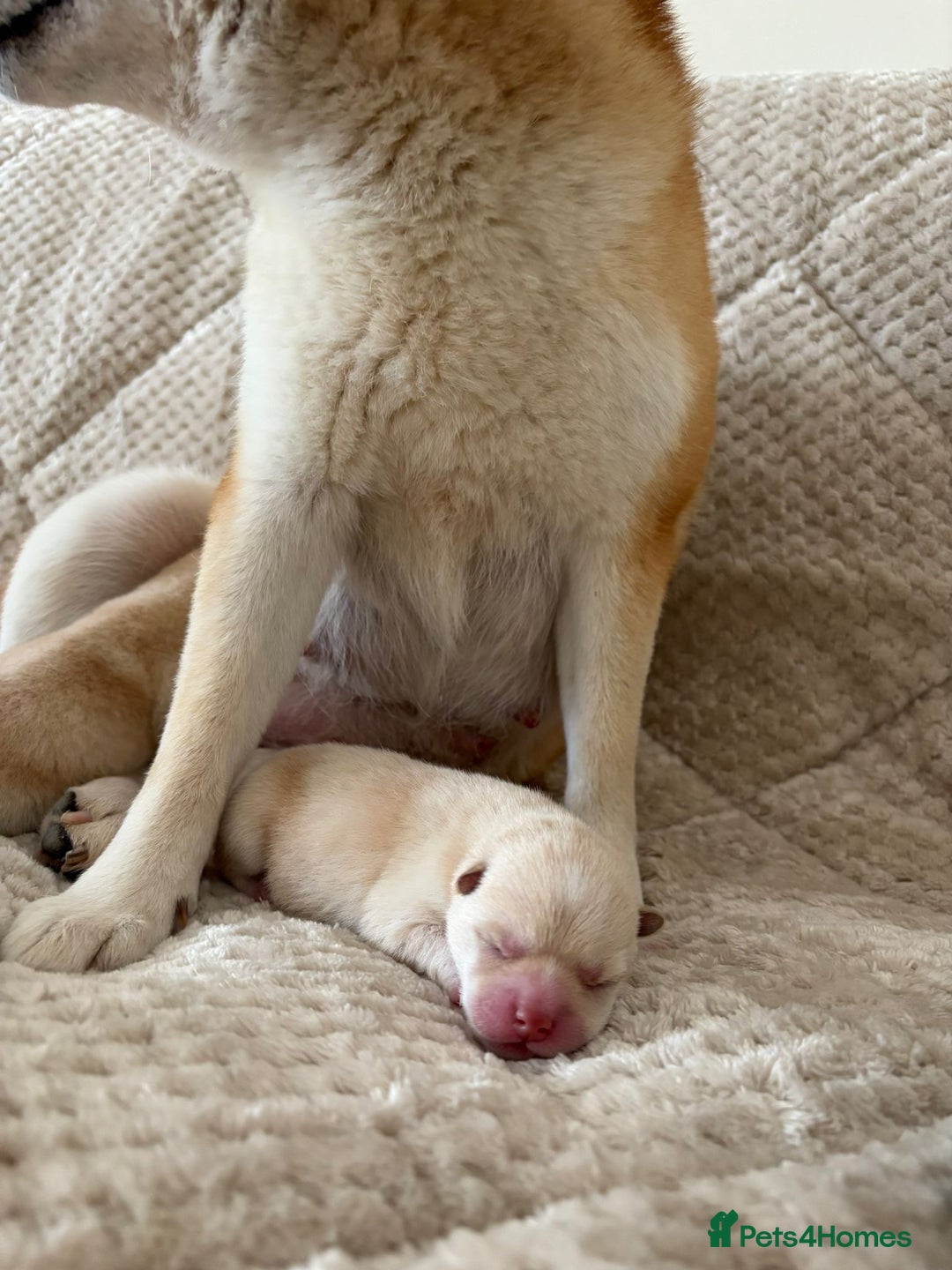 Japanese Shiba Inu dogs for sale: Health tested Japanese Shiba Inu  - Image 2