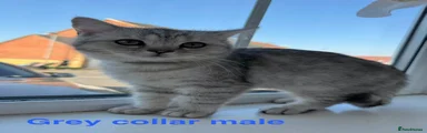 British Shorthair Kitten 2