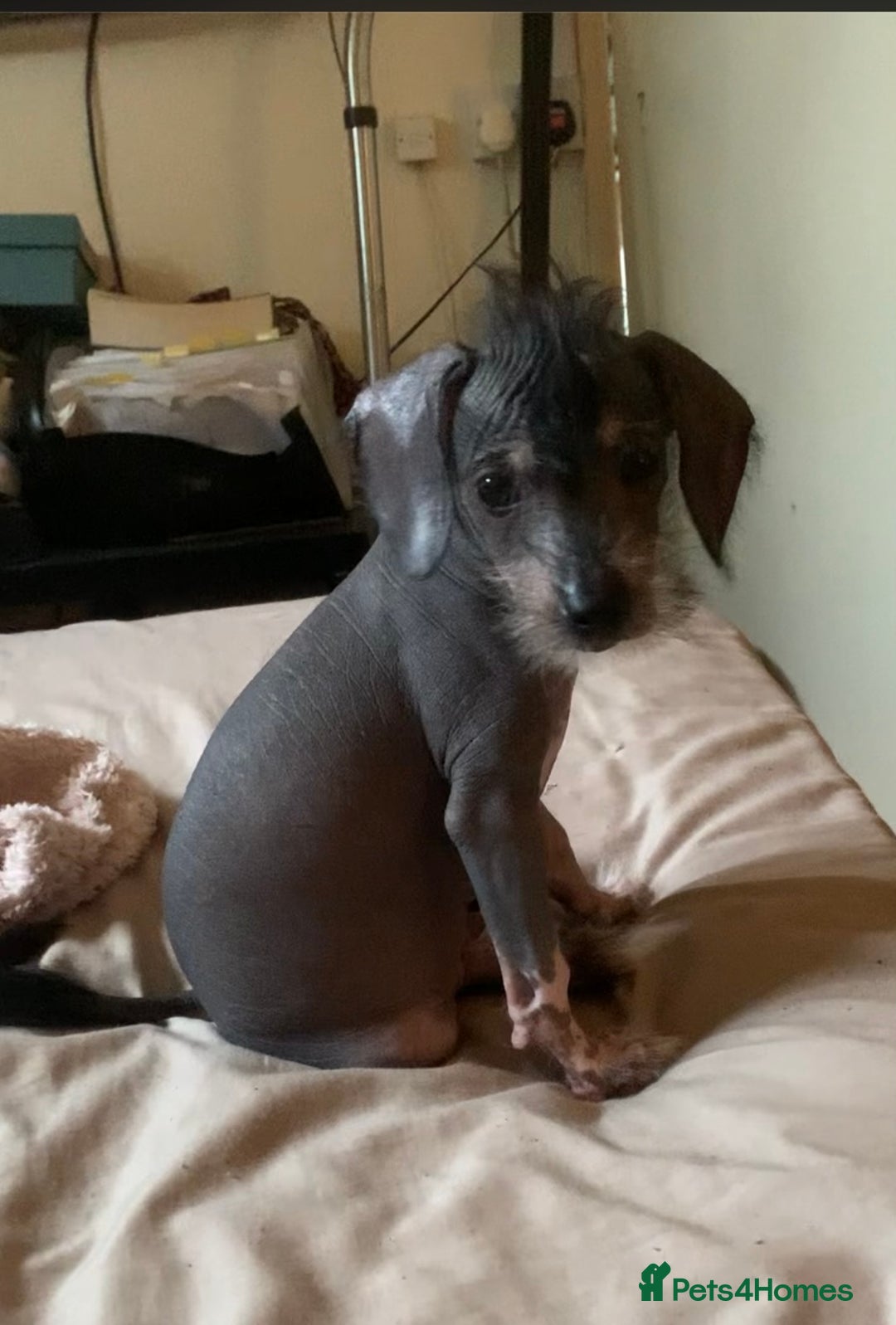 Puppy Chinese Crested Puppy Chinese Crested With Hair For Sale