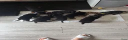 Rottweiler dogs for sale: Absolutely stunning Rottweiler puppies  - Advert 11
