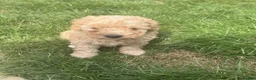 Mixed Breed dogs for sale: Little mini poodle boys! - Advert 5