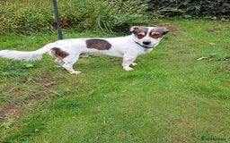 Mixed Breed dogs for adoption: Brodie In Ayr Looking for a home  - Image 6