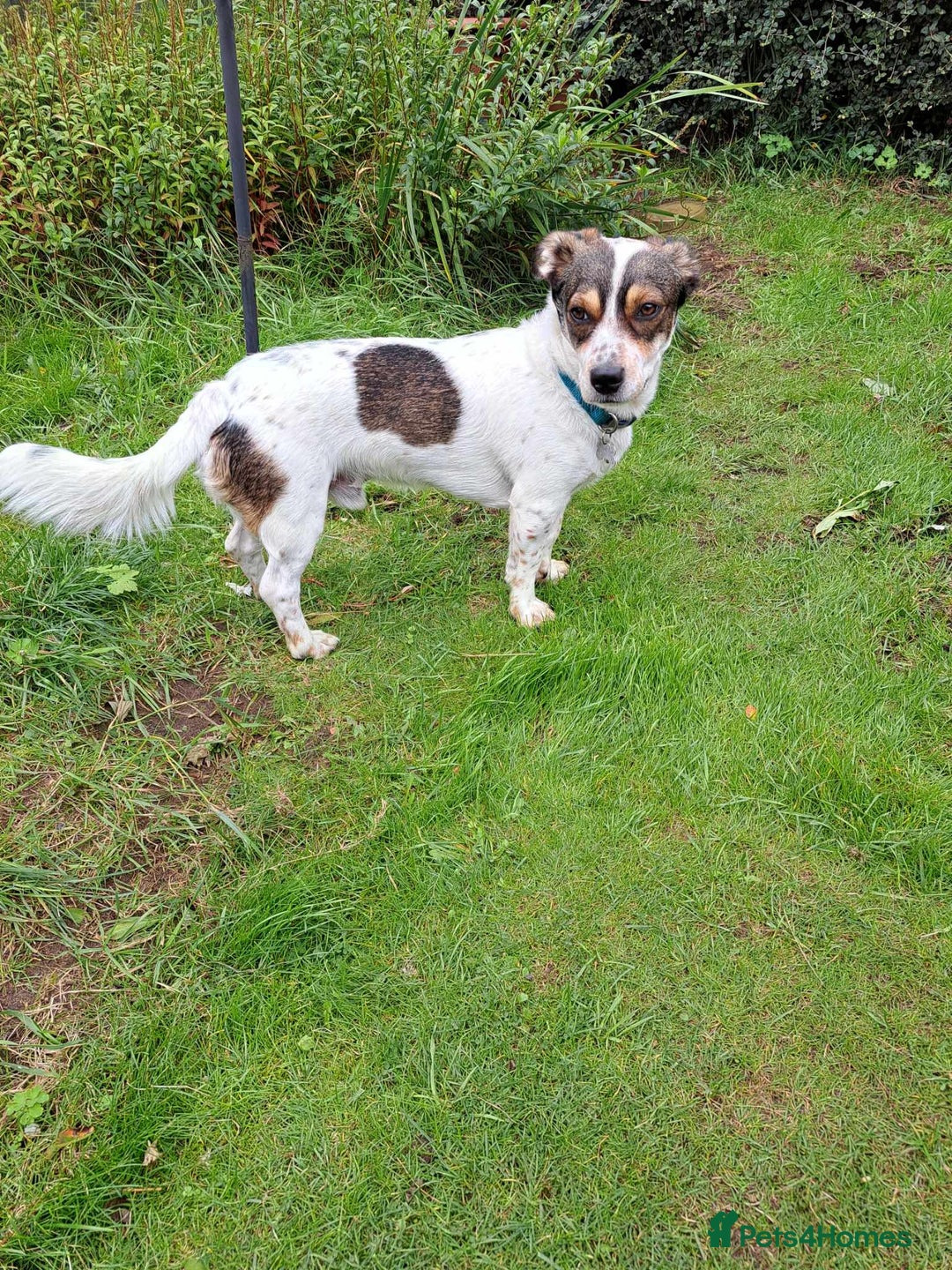 Mixed Breed dogs for adoption: Brodie In Ayr Looking for a home  - Image 6