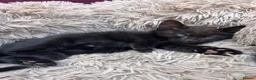 Mixed Breed cats for sale:     Beautiful Healthy Kittens Ready To Reserve  - Advert 4