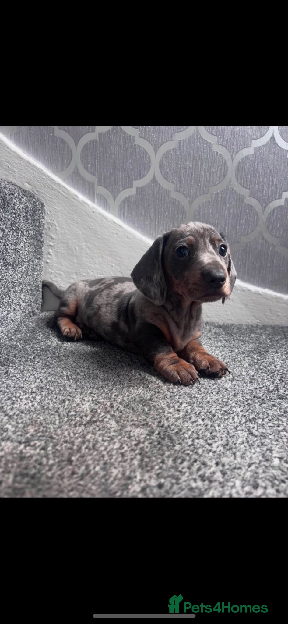 Miniature Dachshund dogs Miniature dachshund puppies - Advert 2