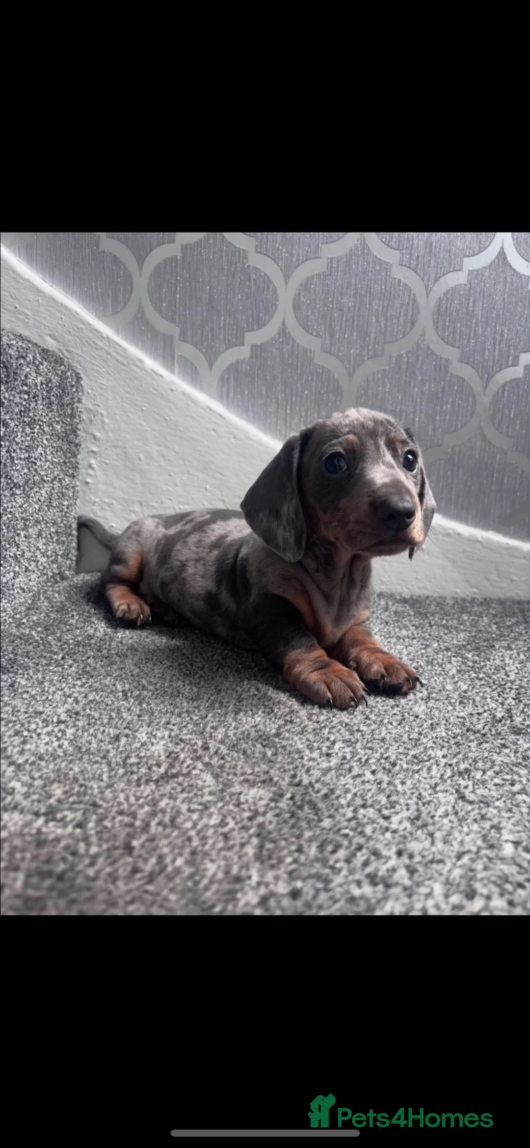 Miniature Dachshund dogs for sale: Miniature dachshund puppies - Advert 2