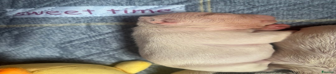 Chunk