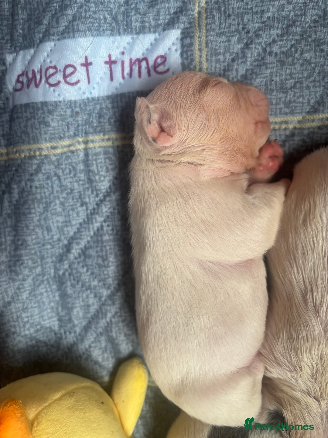 French Bulldog dogs for sale: Chunky French bulldog pups 4 girls  - Image 5