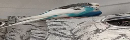 Budgerigars birds for sale: One male and one female budgie  in Purley - Advert 5