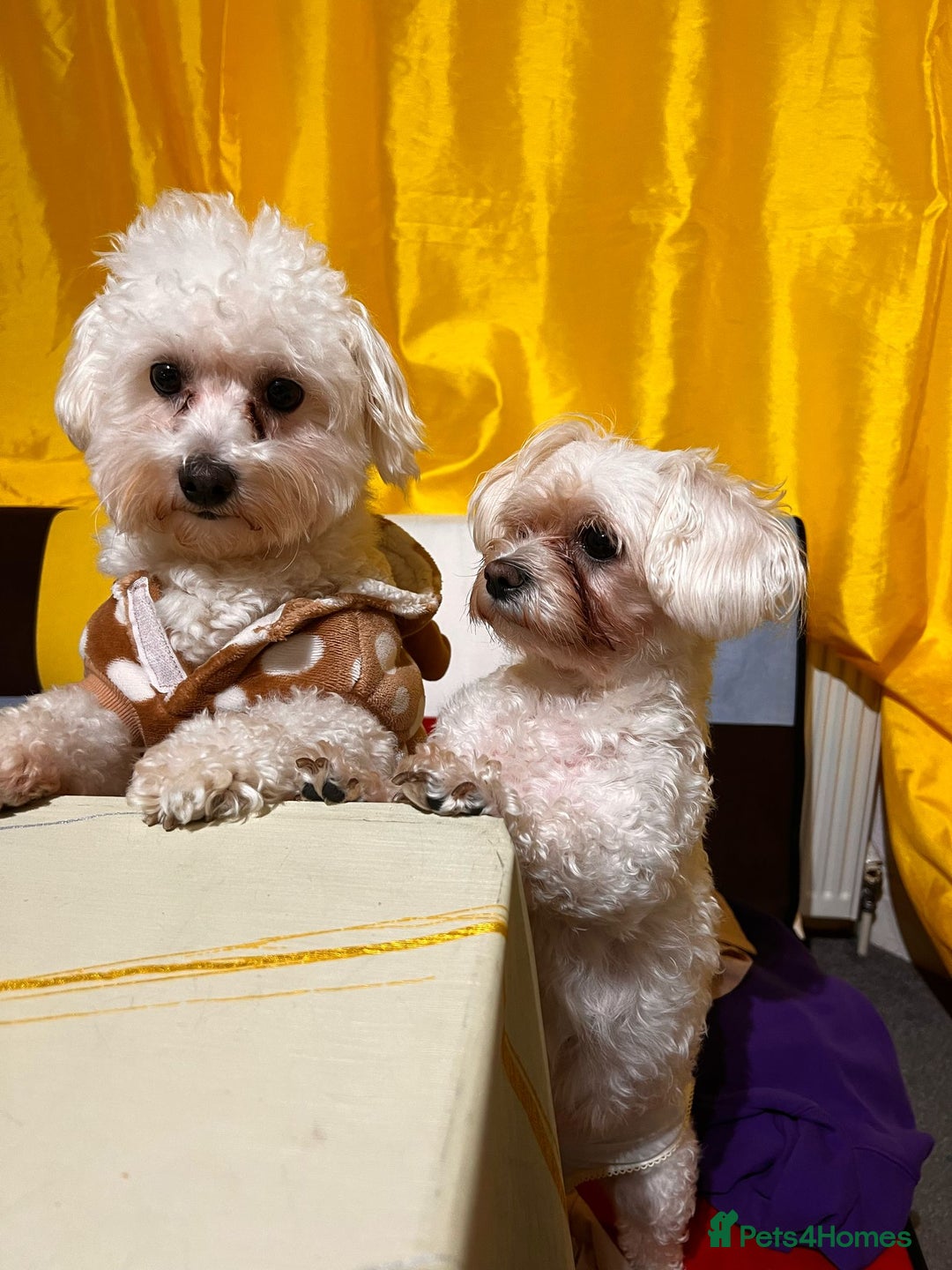 Bichon Frise dogs for sale: Bichon Puppies - Image 9