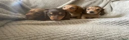 Miniature Dachshund dogs for sale: Qualiyy Miniature Long Haired Dachshunds in Bridgend - Advert 4