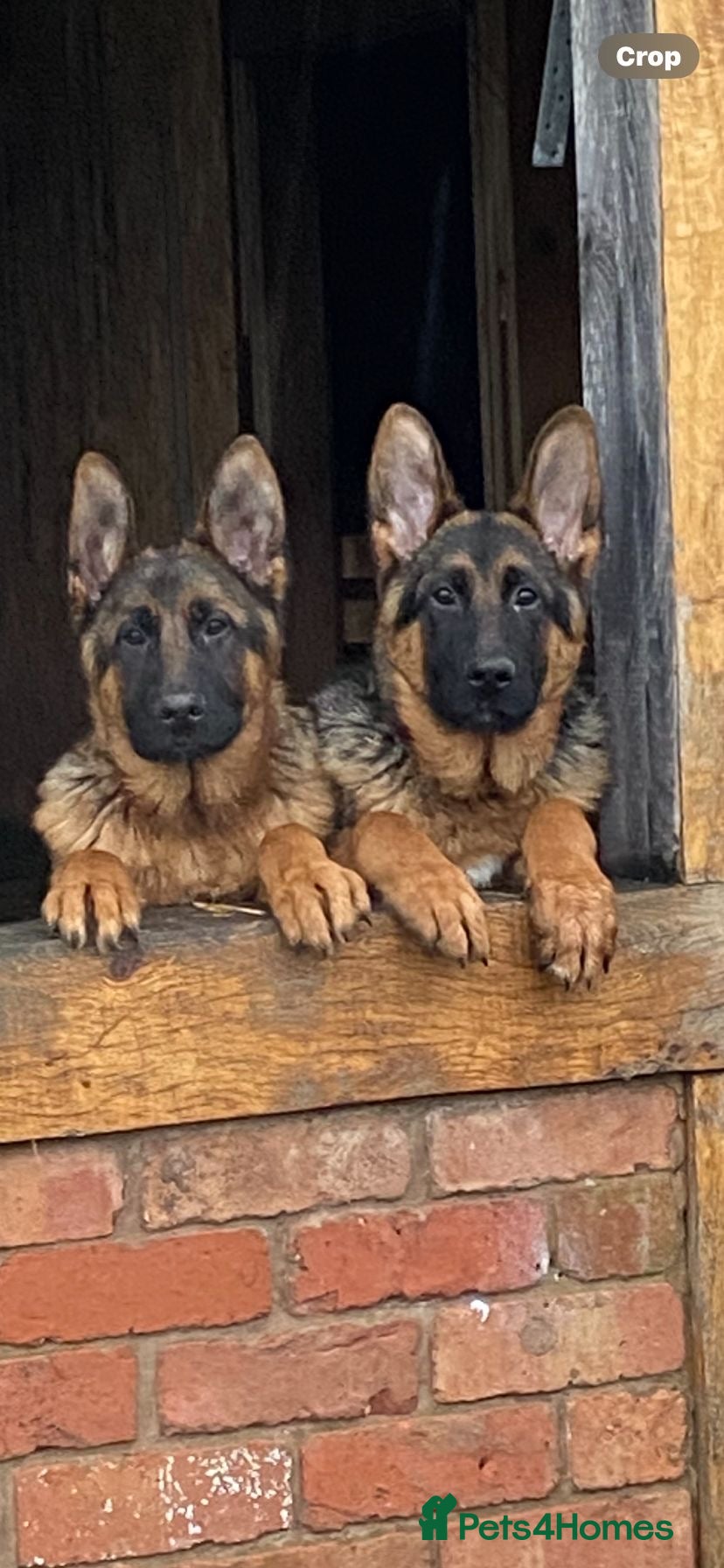 German Shepherd dogs Outstanding Vomkonstanz German Shepherd Litter  - Advert 3