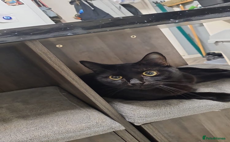 Mixed Breed cats - Advert 14