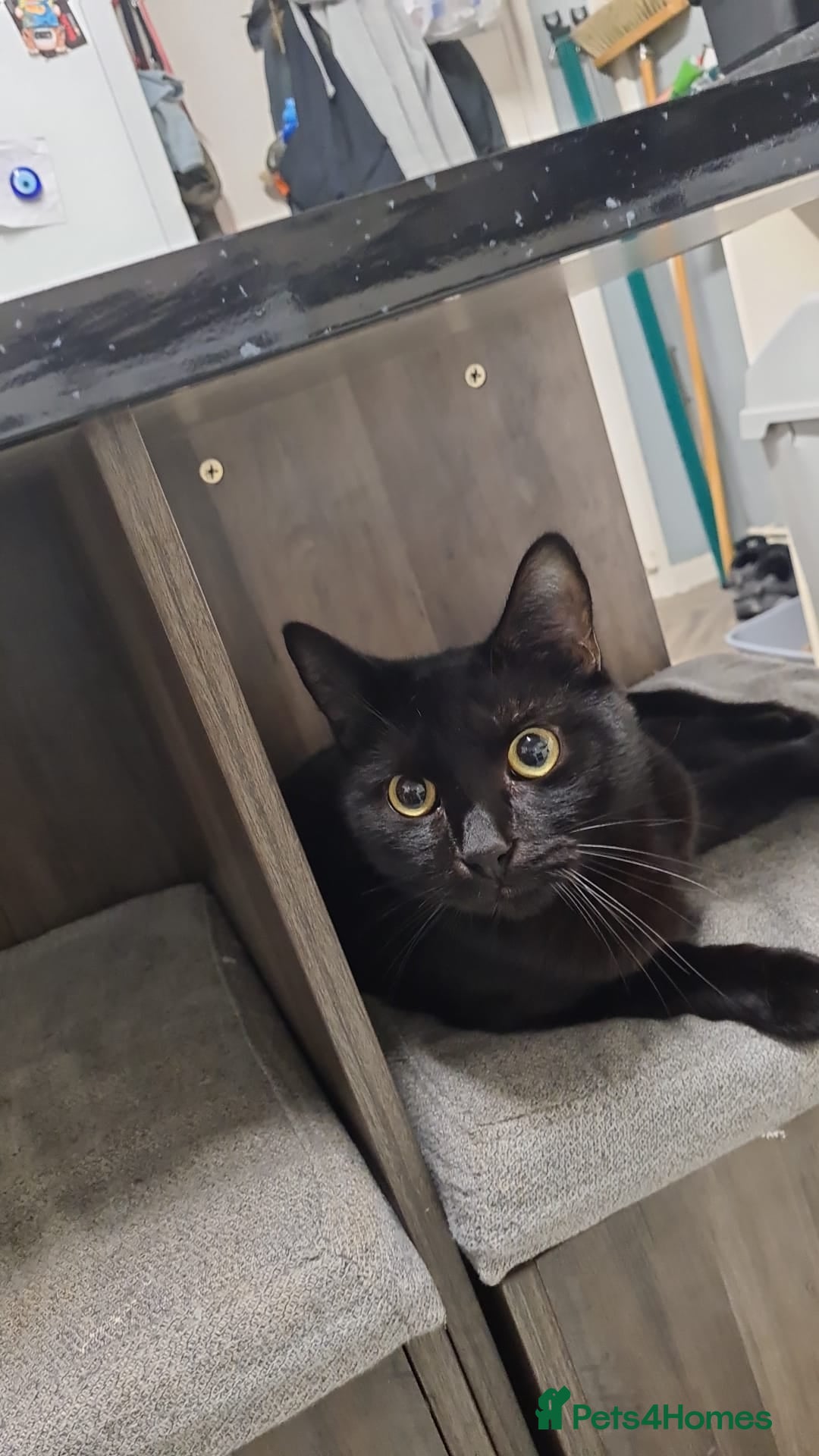 Mixed Breed cats for sale: Male 1 year old black cat  - Image 1