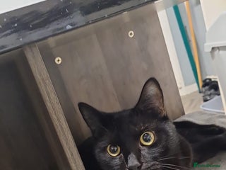 Mixed Breed cats - Advert 38