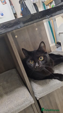 Mixed Breed cats - Advert 17