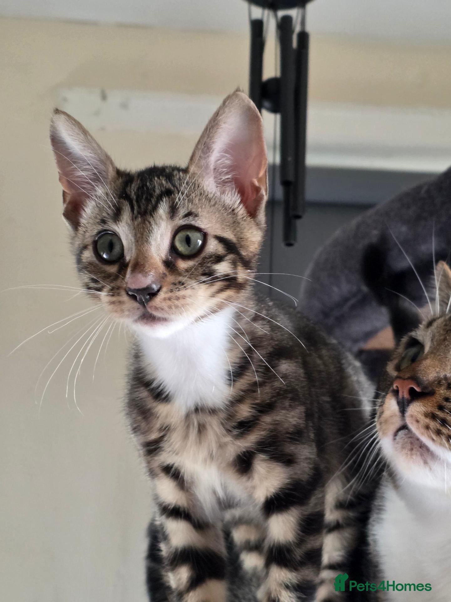 Bengal cats Pure breed Bengal kittens  - Advert 12